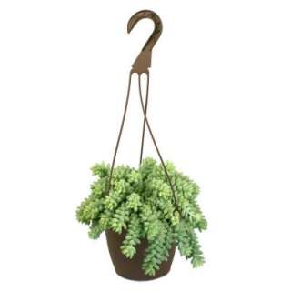 in. Hanging Basket Donkey Tails Plant 0881003 