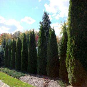 Thuja Smaragd from OnlinePlantCenter     Model# A00224