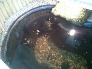 Schildkröten (Gelbwangen Wasserschildkröten) incl Futter Becken in 
