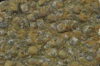 TR673  BRACHIOPODS & TENTACULITES   CABINET SIZE  