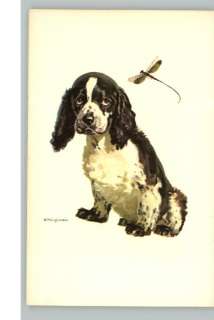 Spinger Spaniel Puppy Dog Old Postcard  