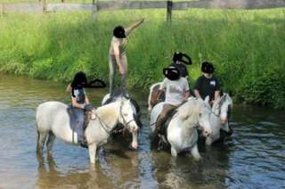 Reitbeteiligung gesucht in Niedersachsen   Menslage  Pferde 