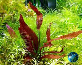   Aquarium Plants, Moss, Pots, Aquarium Fish, Prawns and Aquarium