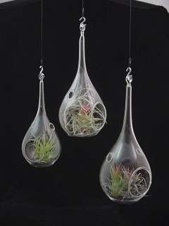 We have been selling Tillandsias for over 16 years and ship worldwide 