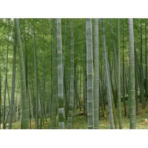 Bamboo Trees in a Forest, Fukuoka, Kyushu, Japan Premium Photographic 