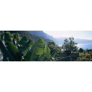 Banana Trees in a Garden at the Seaside, Ponta Delgada, Madeira 