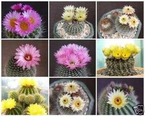 Notocactus MIX, Parodia rare cactus cacti seed 30 SEEDS  