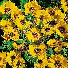 Coreopsis Basilis Sunshine Seeds  