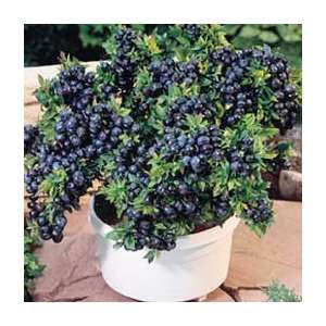  Blueberry Plant   Top Hat Patio, Lawn & Garden