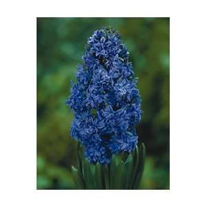   Double Isabelle Hyacinth 3 Bulbs   FRAGRANT/FULL Patio, Lawn & Garden