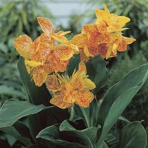  Canna Lily Golden Lucifer