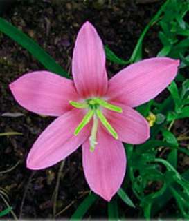 Pink Fairy Rain Lily 15 Bulbs  Indoors/Out Zephyranthes  