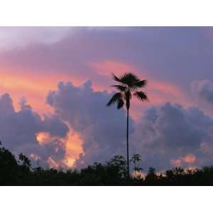  A Palm Tree Silhouetted against a Colorful Cuban Sunset 