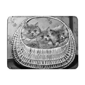  Three Blue Persian kittens in a basket   iPad Cover 