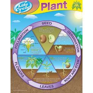   CREATED RESOURCES LIFE CYCLES   FROM SEED TO PLANT 
