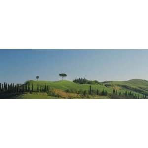Cypress Trees on Hills, Tuscany, Italy by Panoramic Images , 24x8