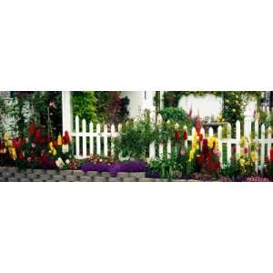  Flowers and Picket Fence in a Garden, La Jolla, San Diego 