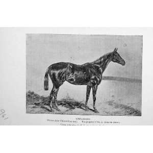    1901 Antique Portrait Roughside Horse Chester Brown