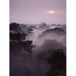  Dawn Over Canopy of Tai Forest, Cote DIvoire, West Africa 