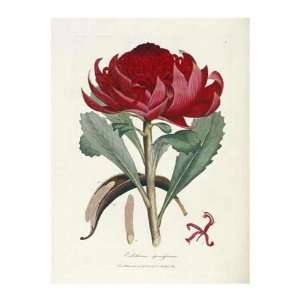  A Specimen of The Botany of New Holland James Edward 