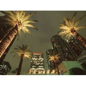  Palm Trees in Century Plaza, Los Angeles, California, USA 