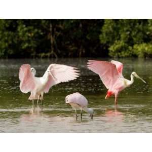  Juvenile and Adult Spoonbills Feeding, Preening, Tampa Bay 