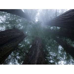 Coastal Fog Covers Redwood Treetops in the Lady Bird Johnson 