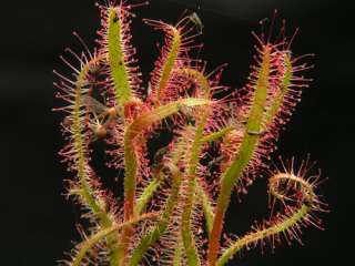 SUNDEW   carnivorous plant   Drosera cistiflora mauve  