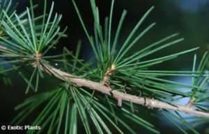 Cedrus deodara   Himalayan Cedar   10 seeds  