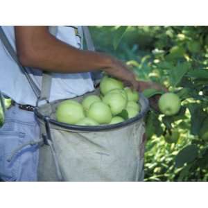  Harvesting in an Apple Orchard, Eastern Washington, USA 