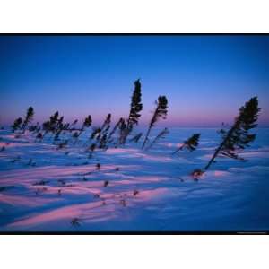  Silhouetted Evergreen Trees in Heavy Snow at Twilight 