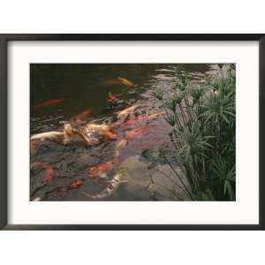  Koi Fish Feed at the Morikami Museum and Japanese Gardens 