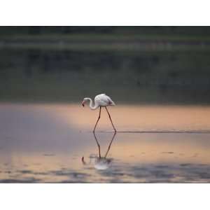  Greater Flamingo Reflected in Lake Ndutu at Sunset 