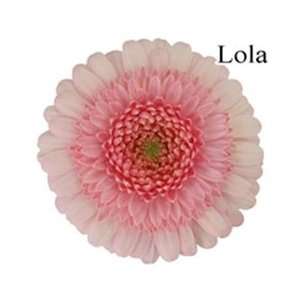  Lola Mini Gerbera Daisies   140 Stems Arts, Crafts 