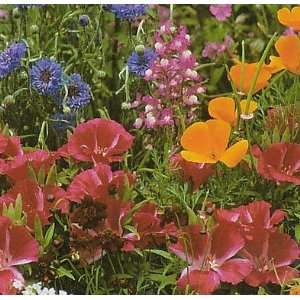    Wildflower Seeds   1000+ Partial Shade Patio, Lawn & Garden