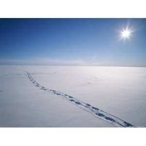  Polar Bear Tracks in the Snow on Top of the Devon Island 