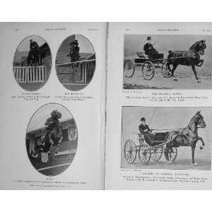    1911 Royal Horse Show Harriet Hackney Harness Sport