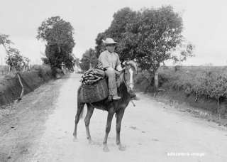 Man on Horse with Bananas Puerto Rico photo picture  