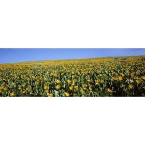 Cultivation of Flowers in a Field, Humboldt Toiyabe National Forest 