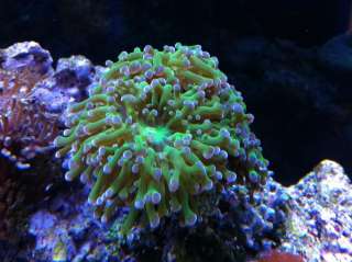 Reef Light 3w LED Aquarium Coral Grow Lighting Atinic Blue Moon and 