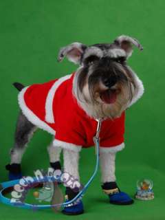   dog Frasier, he is a 1 year old mini Schnauzer, wearing a size M