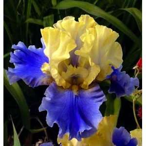  Edith Wolford Tall Bearded German Iris 3 Rhizomes Patio 