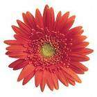 BLUSH FESTIVAL GERBERA DAISY SEEDS VERY DELICATE COLOR items in Marys 