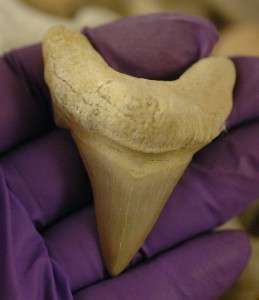 LARGE OTODUS OBLIQUUS FOSSIL SHARK TOOTH FROM MOROCCO  