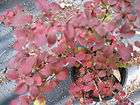Crimson Pygmy Barberry, glossy red leaves, good fall color  
