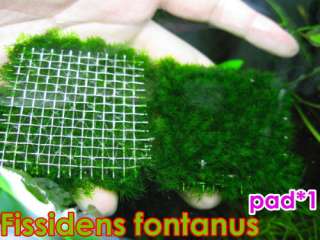 Fissidens fontanus PAD  Live aquarium plant moss fish  