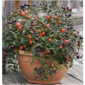  Heirloom Ornamental Pepper Pretty in Purple 15 + Seeds per 