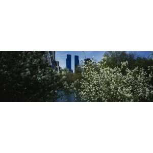 Skyscrapers Viewed from a Park, Central Park, Manhattan, New York, USA 