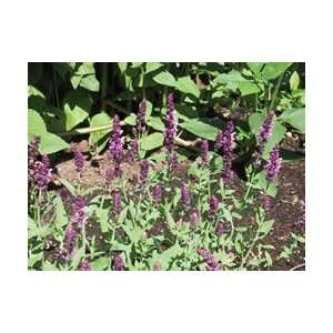  Salvia   Pink Friesland   #1 Container Patio, Lawn 