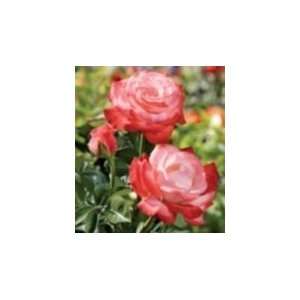  Sheer Magic Rose Seeds Packet Patio, Lawn & Garden